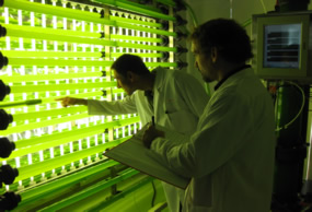 Técnicis de ainia trabajando en la planta piloto cultivo de microalgas