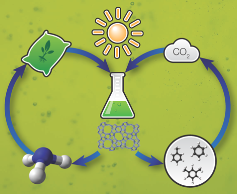 Imagen ejemplo microalgas biorrefinería 