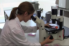 Una Técnico de AINIA Centro Tecnológico trabajando en el laboratorio de bioensayos en un control microbiológico de cosméticos
