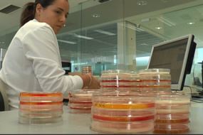 Una analista de AINIA Centro Tecnológico, trabajando en el laboratorio de microbiología en control de patógenos en alimentos