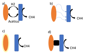 mecanismos de transformación de CO2 en metano a través de distintas rutas metabólicas: (a) ruta metabólica convencional; (b) Ruta DIET “pili”; (c) Ruta DIET proteínas unidas a la membrana celular; (d) Ruta metabólica mediante materiales conductores