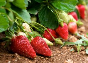 producción agrícola fresas
